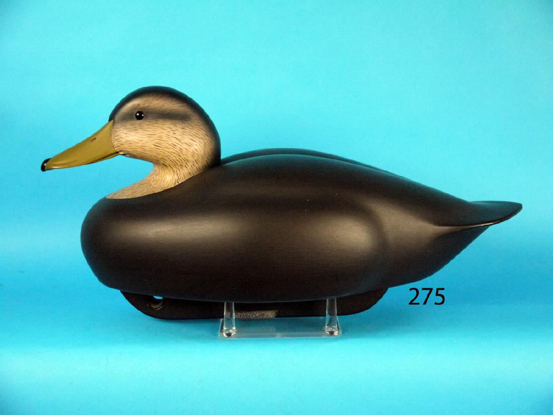 BLACK DUCK, probably Connecticut: BLACK DUCK, probably Connecticut. Excellent original paint and condition. Hollow construction. Deep ice groove and broad tail. Fine detailed paint flecking to head. Head is turned very slightly left. 