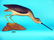 RARE YELLOWLEG by John McLoughlin