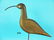 EARLY FLATTY WHIMBREL, NEW JERSEY