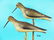 EARLY SHOREBIRD PAIR, possibly New England