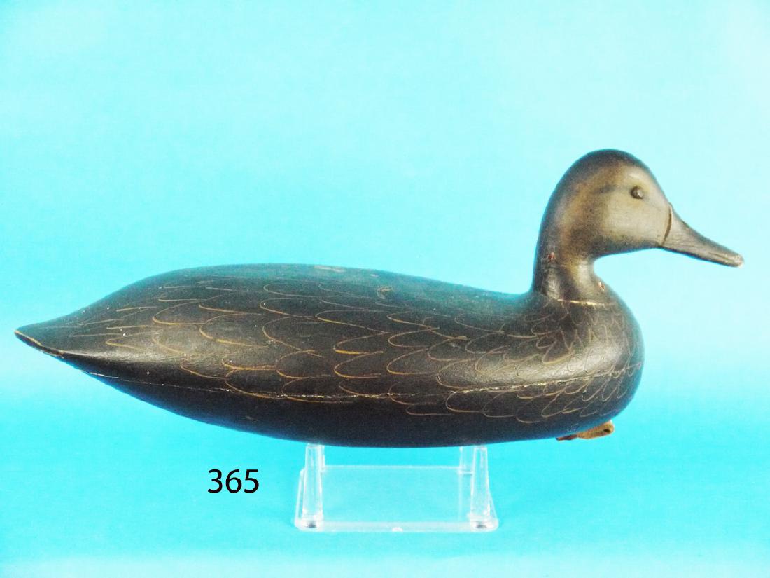 FINE BLACK DUCK by H.M. Shourds (1 of 1)