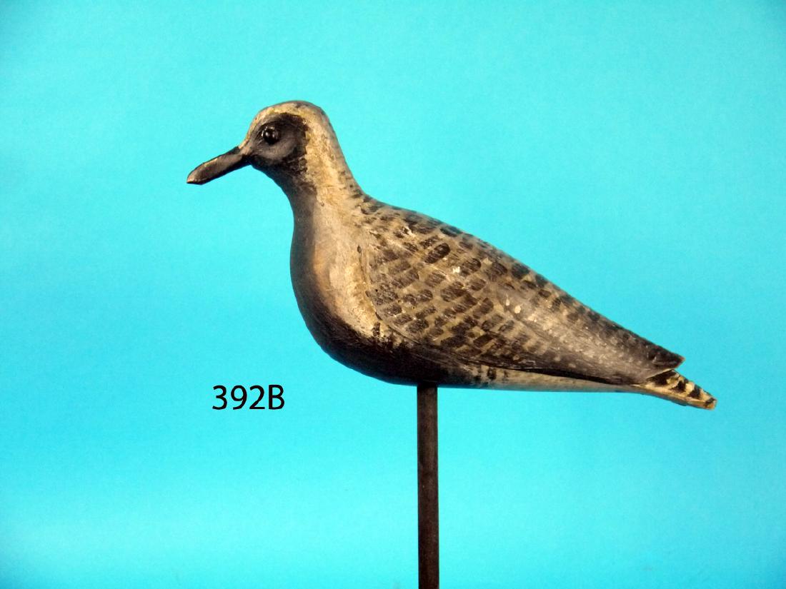 BLACK BREAST PLOVER by Dave Rhodes (1 of 1)