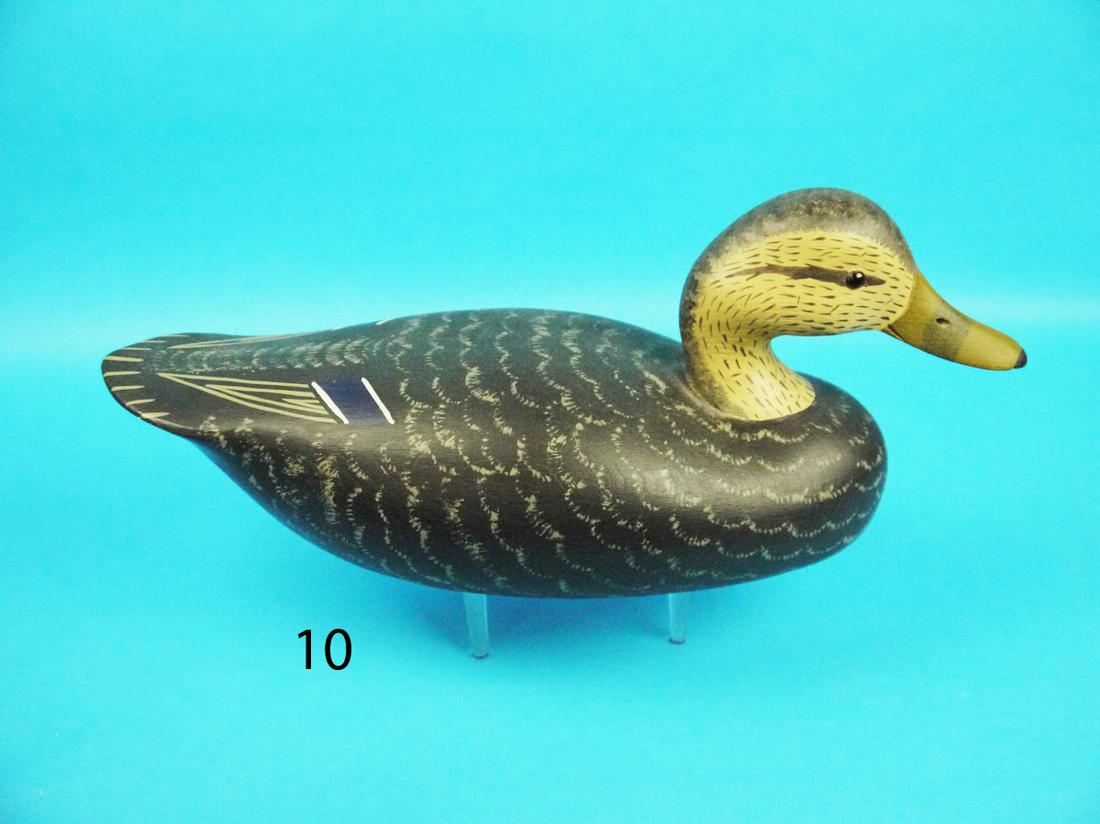 BLACK DUCK, C. BIRDSALL (1 of 1)