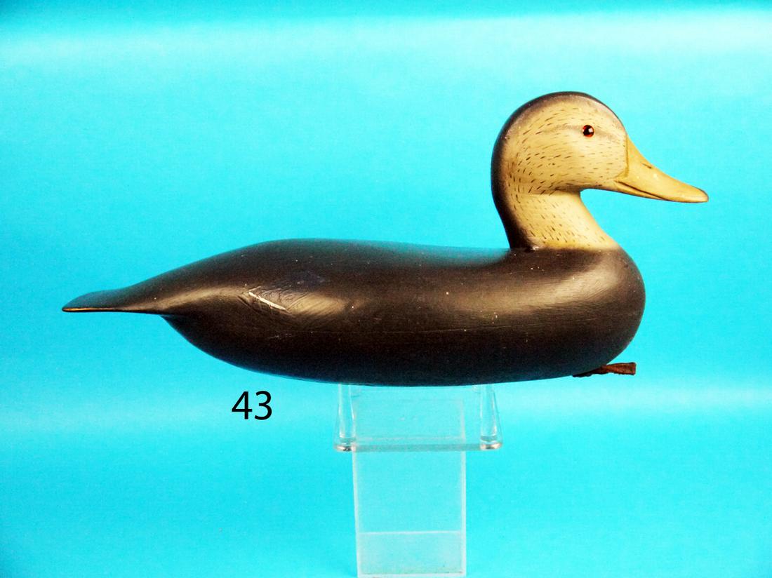 BLACK DUCK, B. SEABROOK (1 of 1)