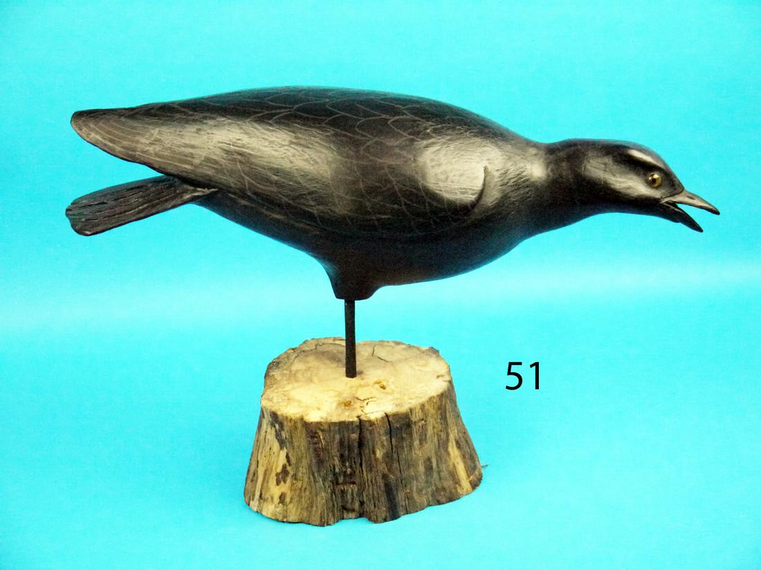 CALLING CROW, R. SABATINI (1 of 1)