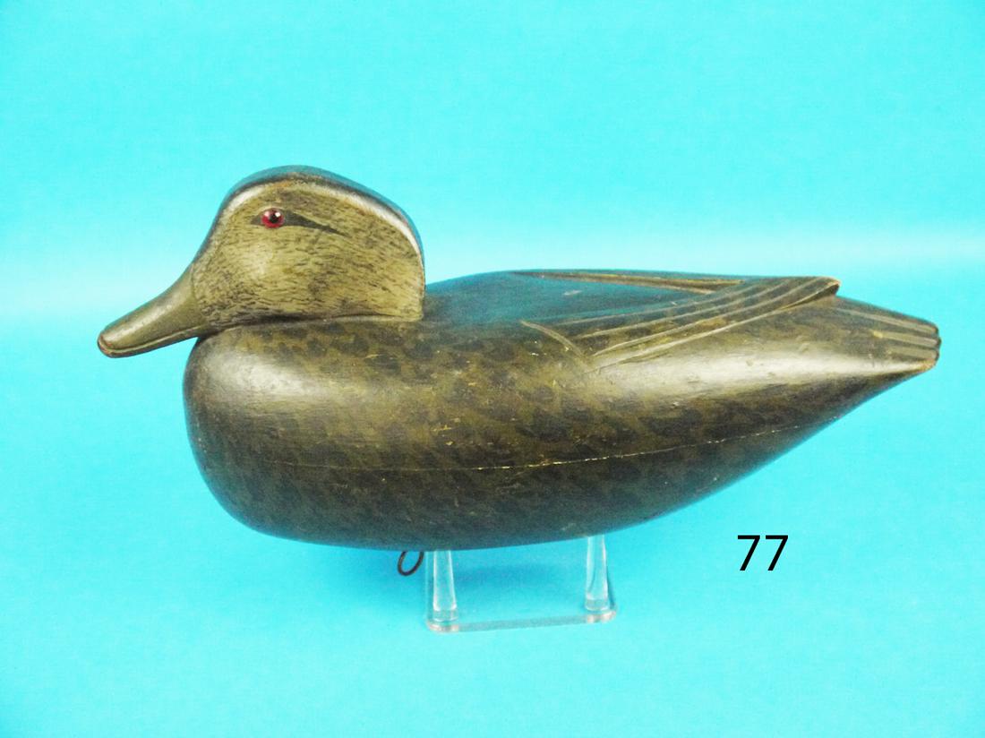 BLACK DUCK, L. BORKOWSKI (1 of 1)