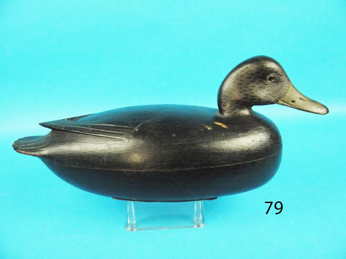 BLACK DUCK, J. HEISLER (1 of 1)