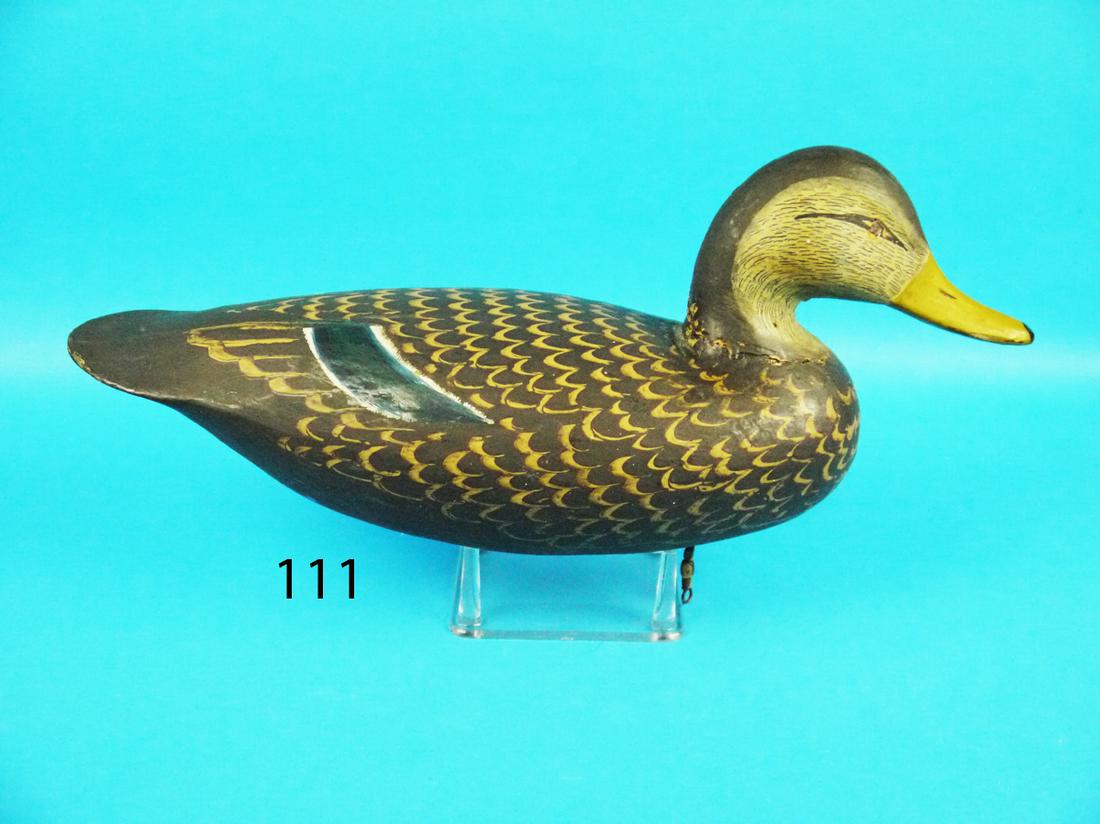 BLACK DUCK, I. HUDSON (1 of 1)