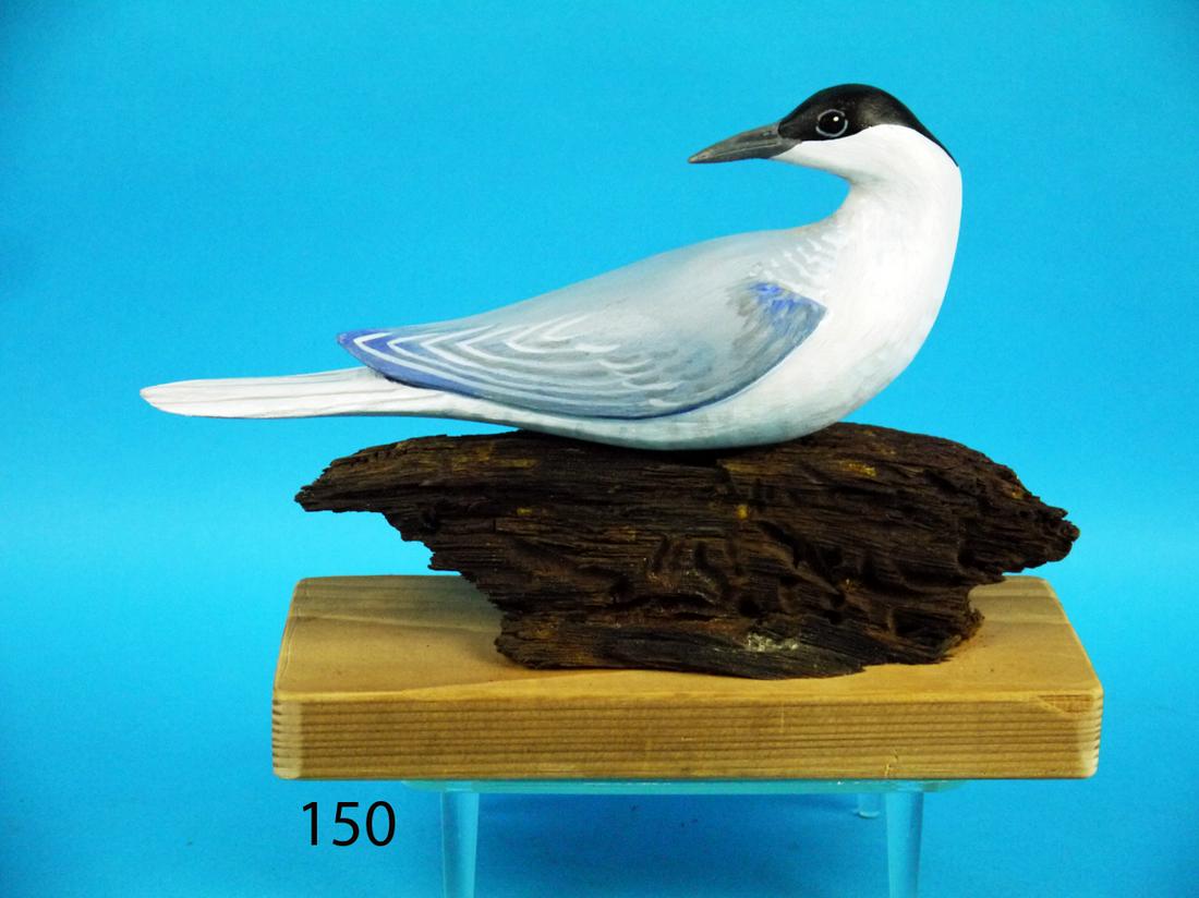 LEAST TERN, D. RHODES (1 of 1)