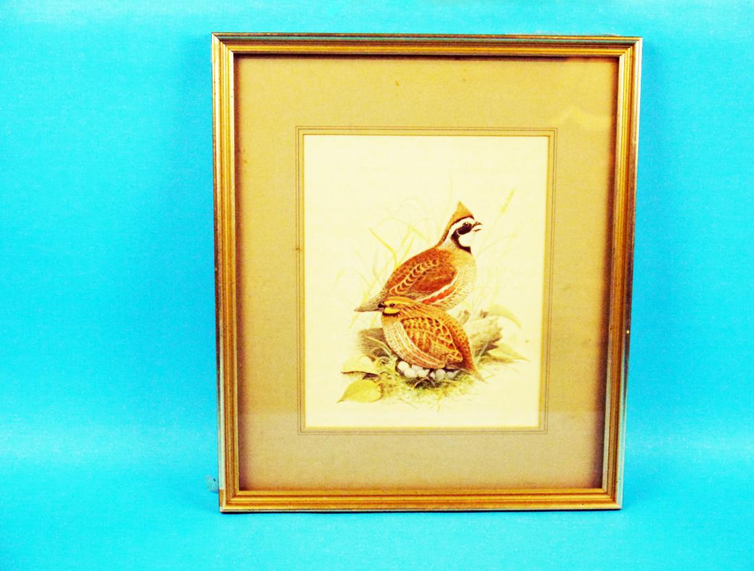 WATERCOLOR, TWO QUAIL, M. HUNTER (1 of 1)