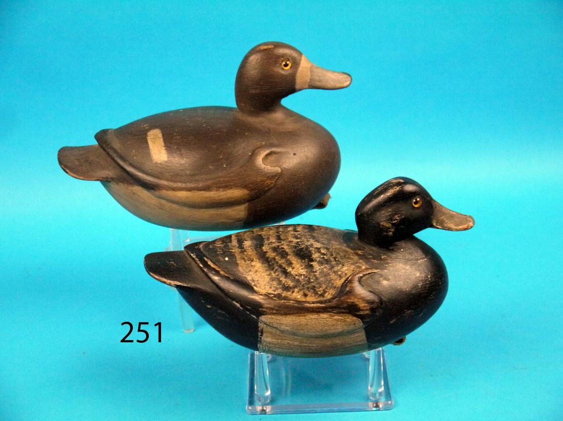 ONE-HALF SIZE BROADBILL PAIR, F. JENNINGS (1 of 1)