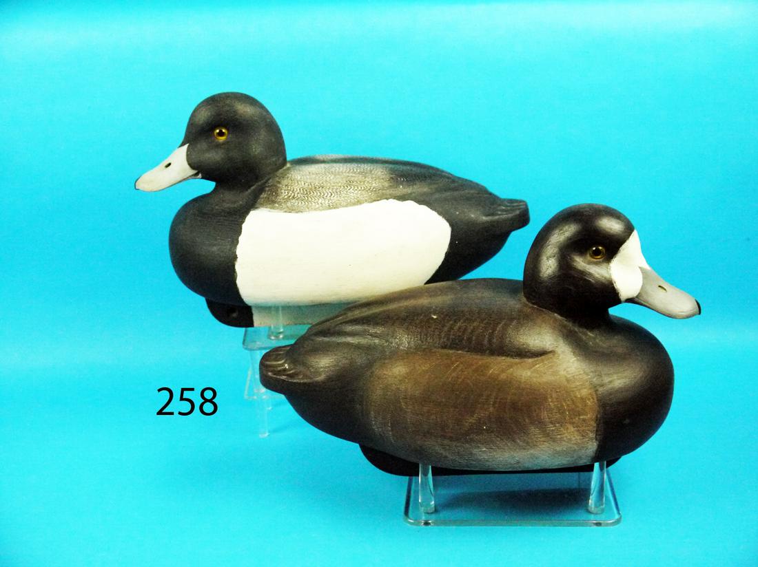 BROADBILL PAIR, P. BUSICK (1 of 1)