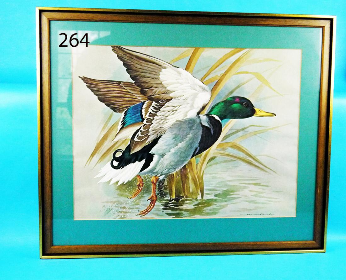 MALLARD IN FLIGHT W/C, B.EDE (1 of 1)