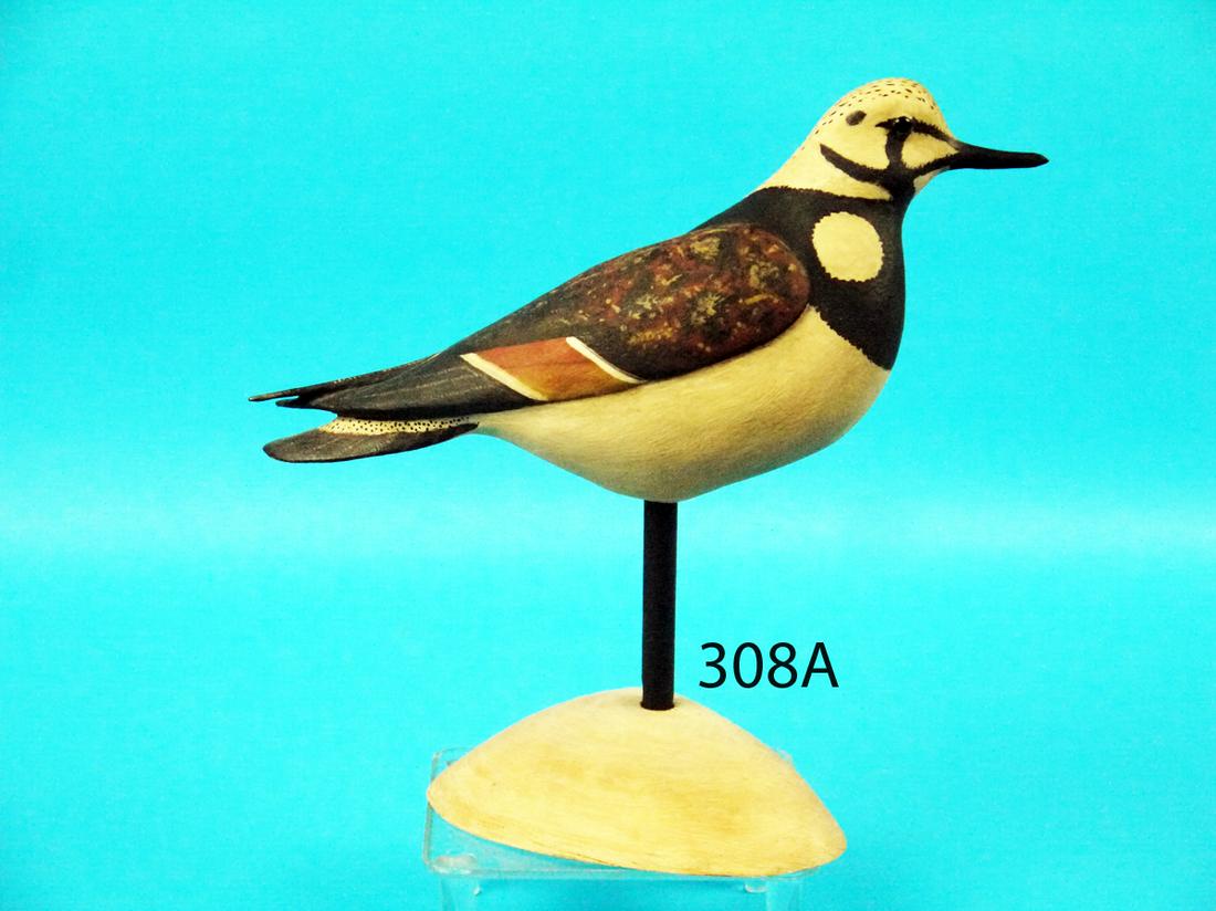 RARE RUDDY TURNSTONE, R. WHITE (1 of 1)