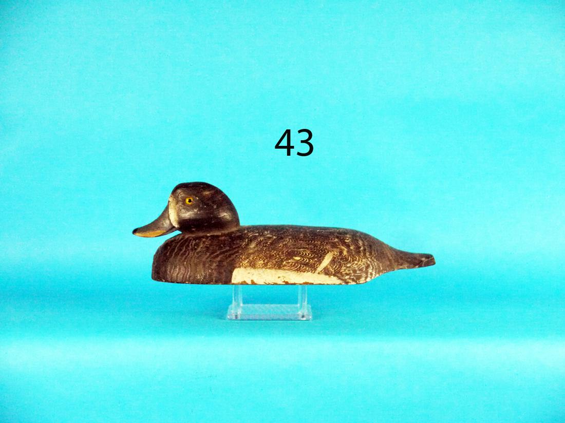 EARLY BLUE BILL HEN, LONG ISLAND (1 of 1)