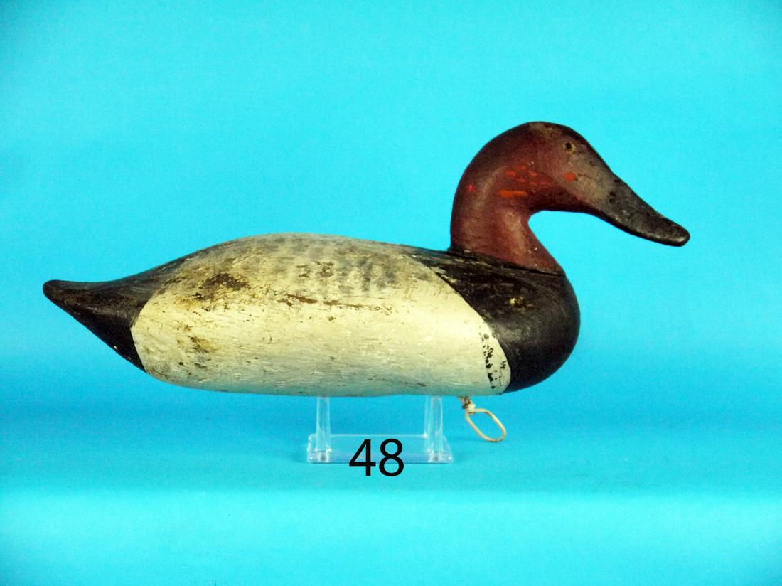 CANVASBACK DRAKE, UPPER BAY (1 of 1)
