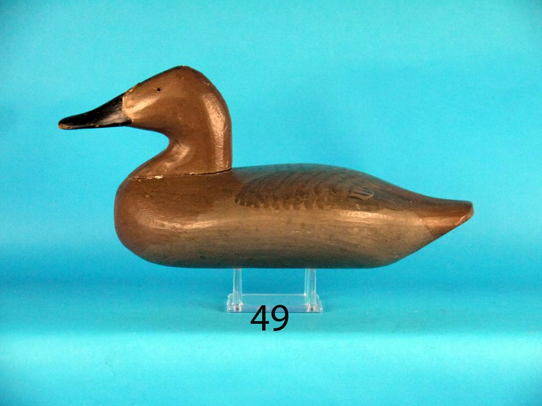 CANVASBACK HEN, ROCK HALL, MD (1 of 1)