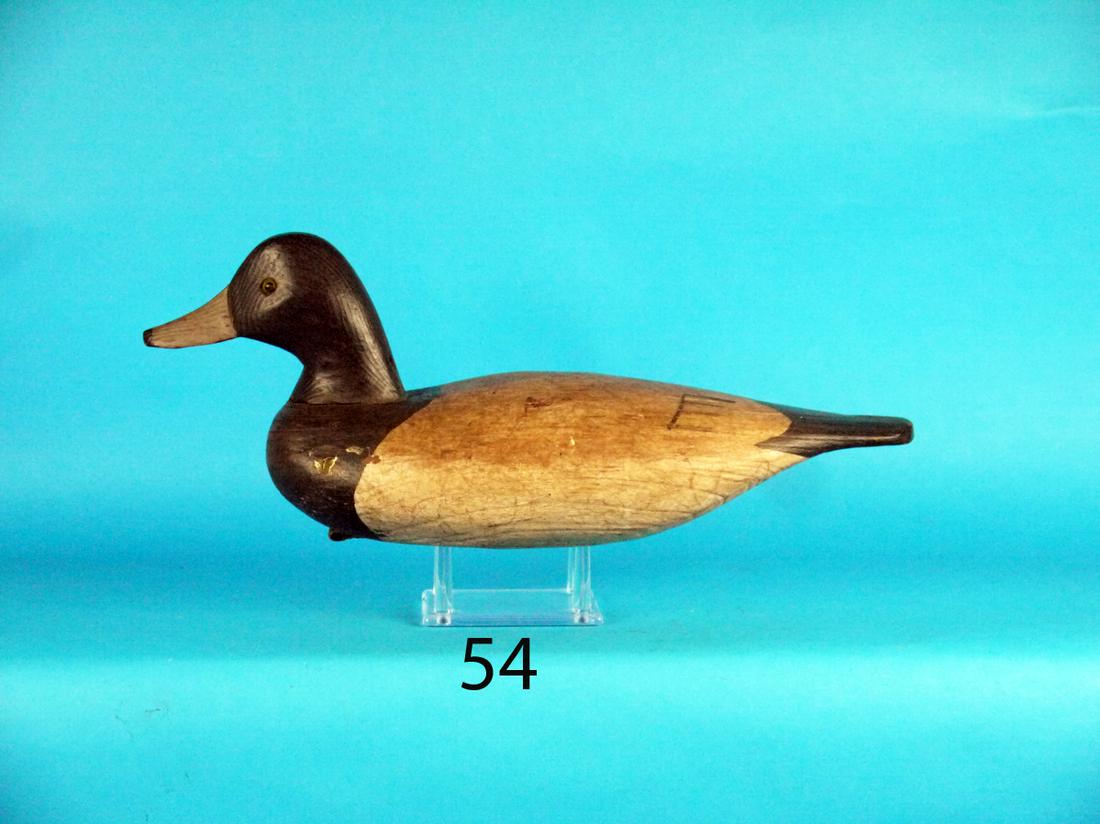 BLUEBILL DRAKE, CHINCOTEAGUE, VA (1 of 1)