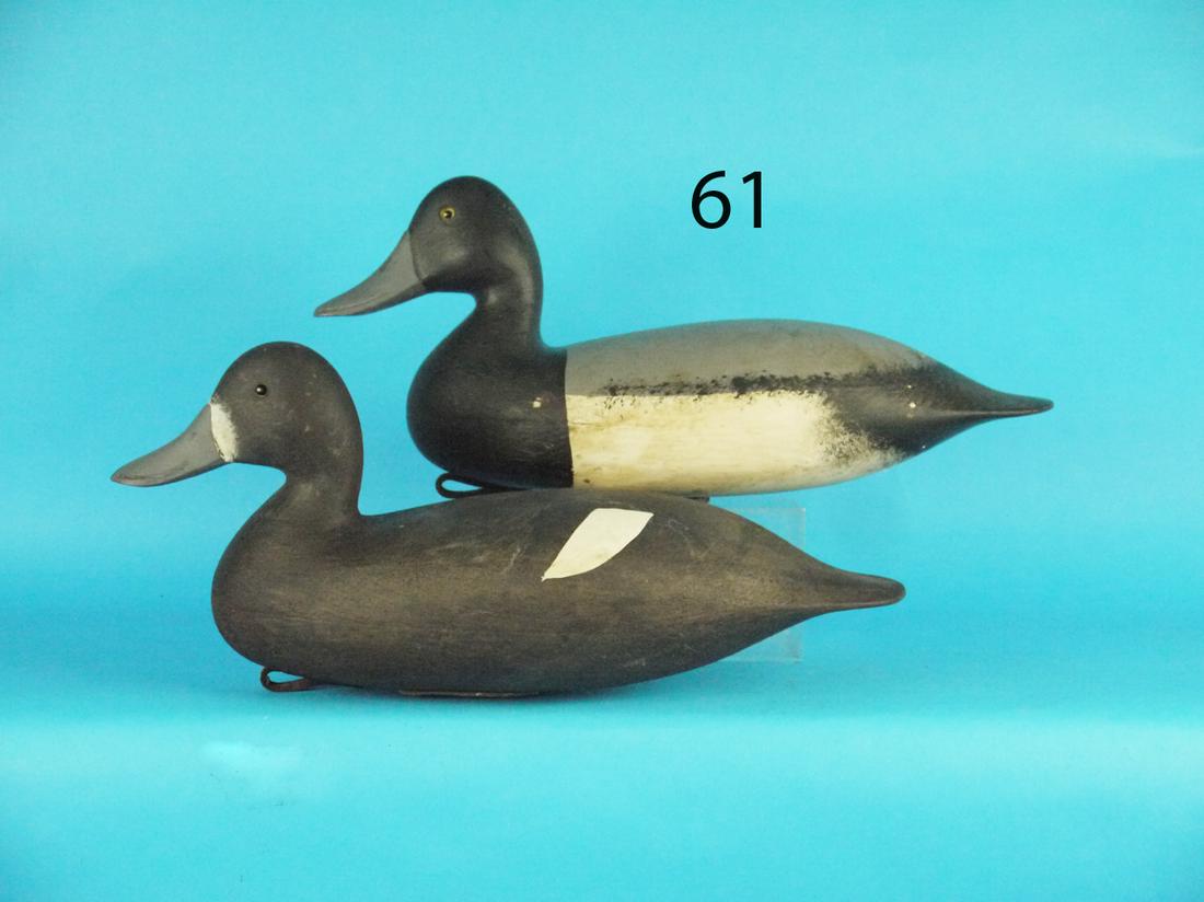 PAIR OF BROADBILLS, D. HALL (1 of 1)