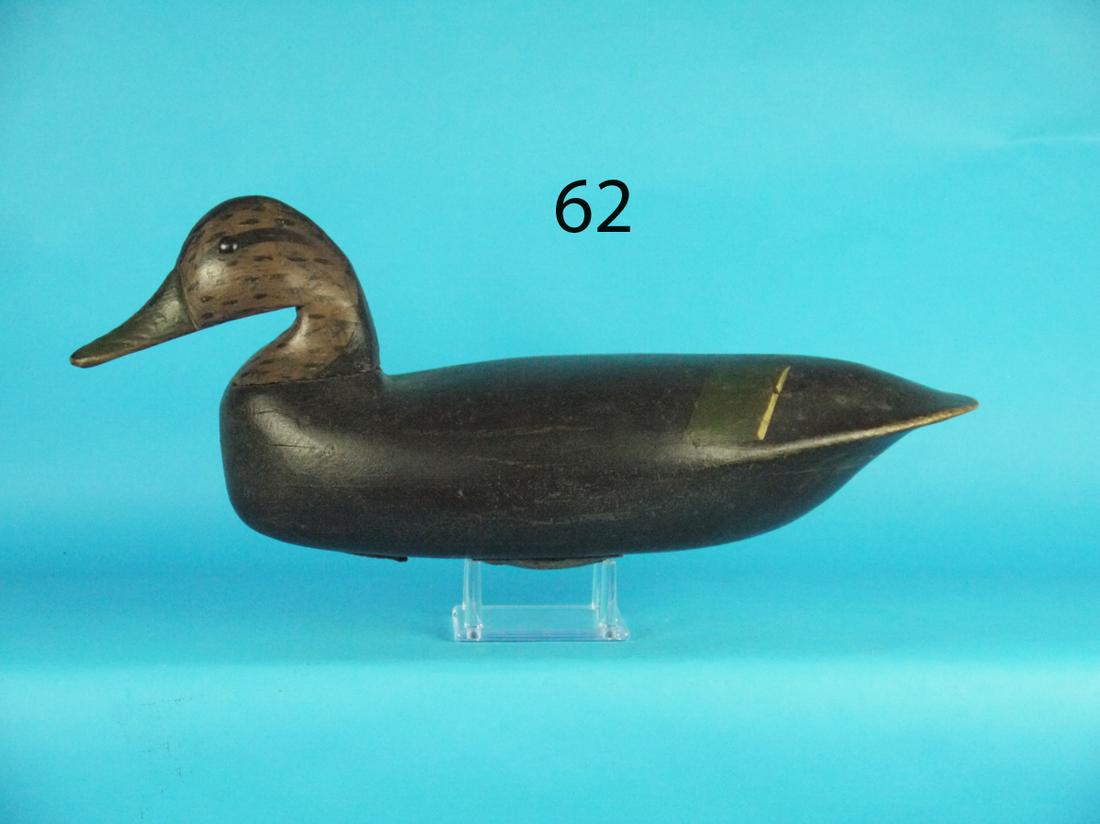 EARLY BLACK DUCK, NEW JERSEY (1 of 1)