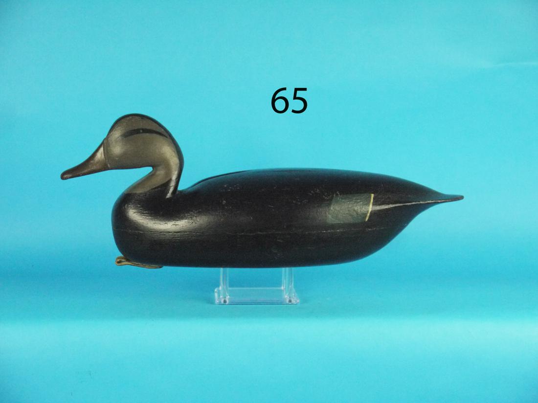 BLACK DUCK, PARKERTOWN, NJ (1 of 1)