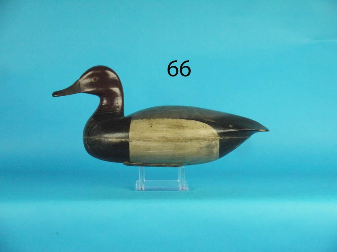 REDHEAD DRAKE, WILL HALL (1 of 1)