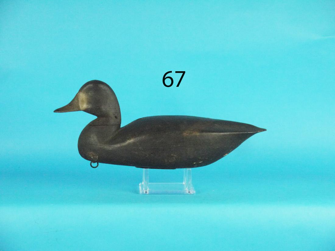 BLUEBILL HEN, J. DORSETT (1 of 4)