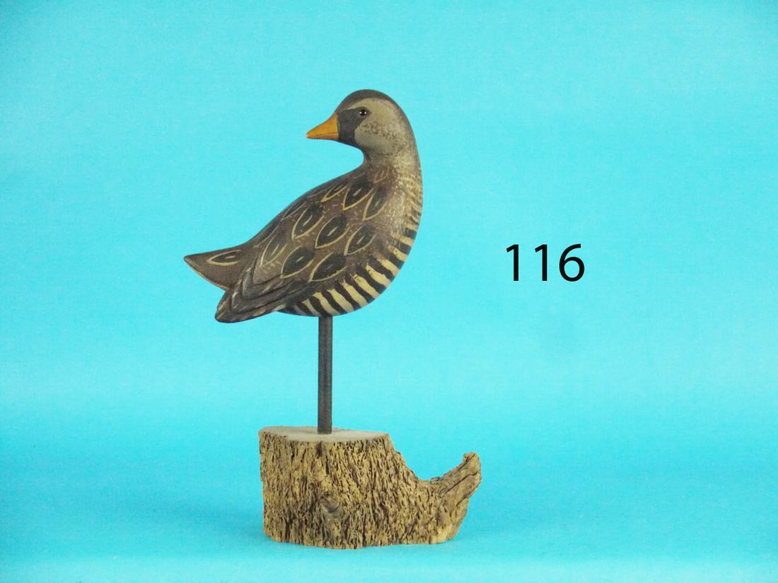 SORA RAIL, S. MOREY (1 of 1)