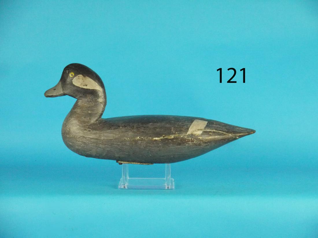 BUFFLEHEAD HEN, O. RIDGWAY (1 of 1)