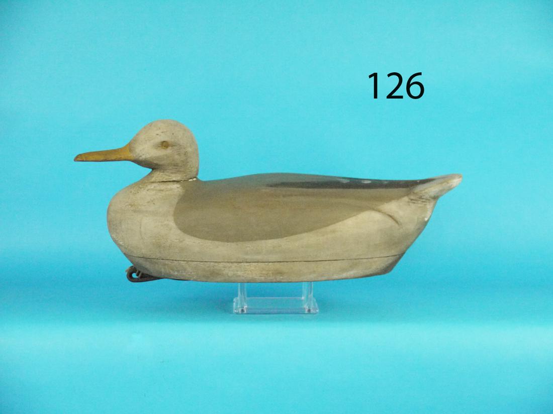 GRAY BACK GULL, NEW JERSEY (1 of 1)