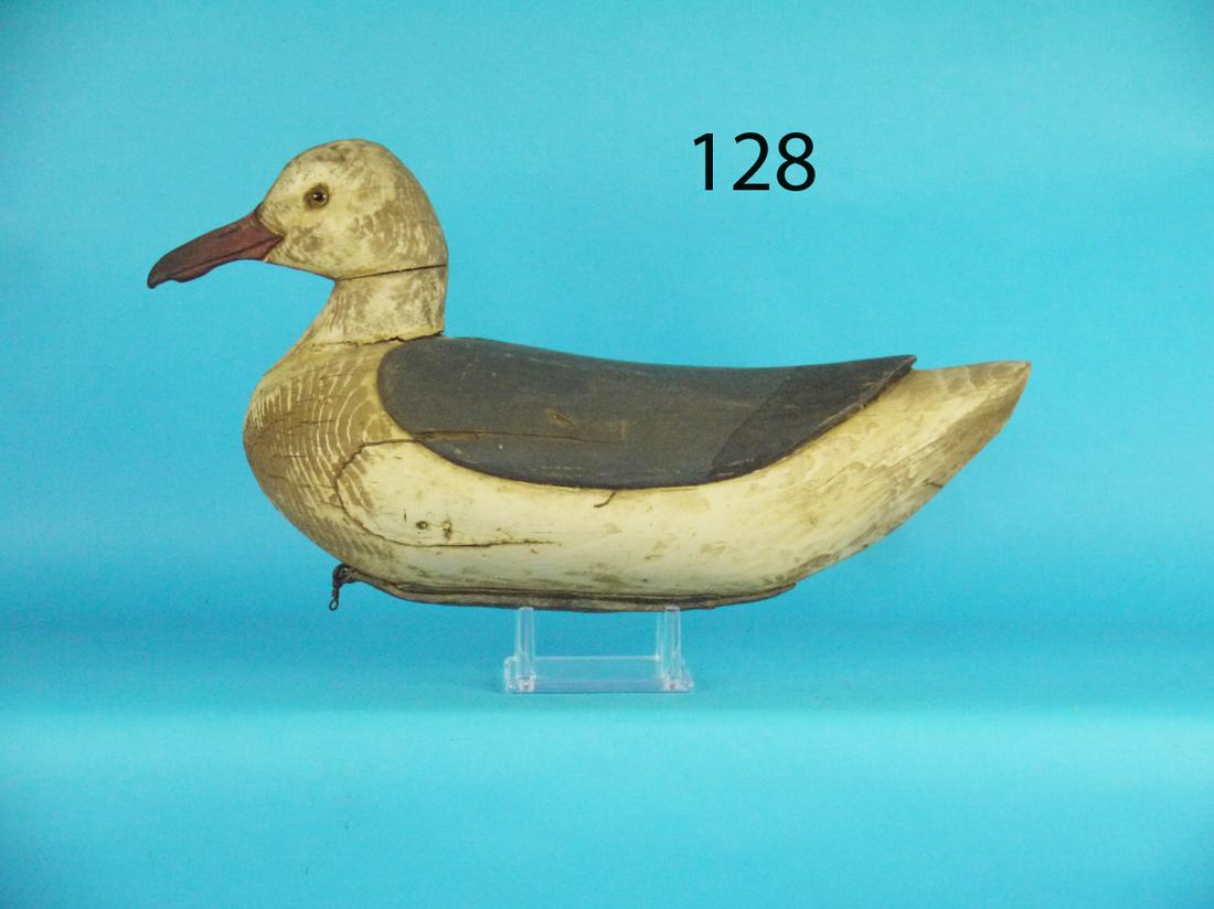 BLACK BACK GULL (1 of 1)