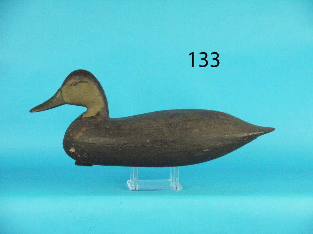 BLACK DUCK, H.M. SHOURDS (1 of 1)