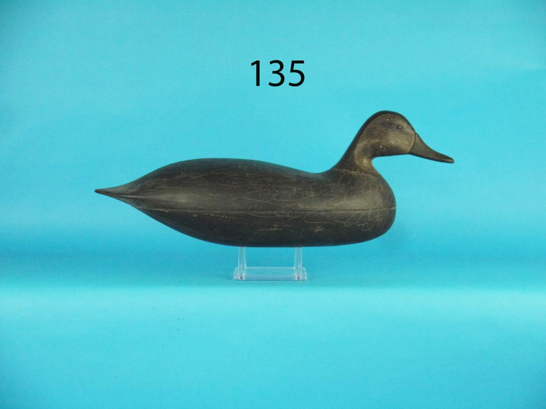 BLACK DUCK, H.V. SHOURDS (1 of 1)