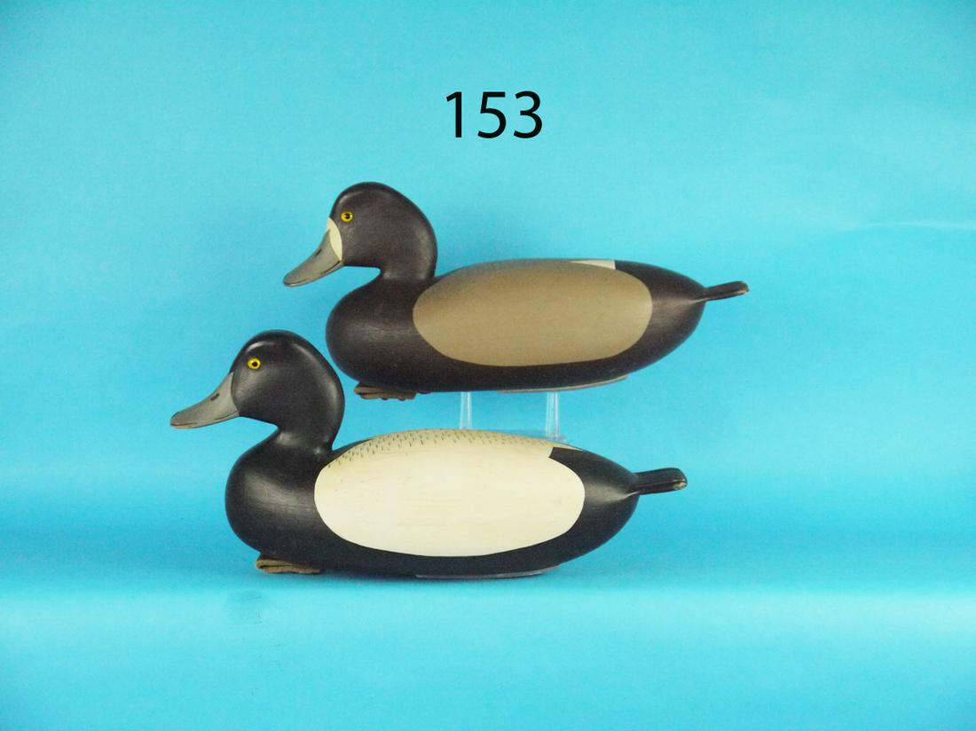 BLUEBILL PAIR, P. SABATINI (1 of 1)