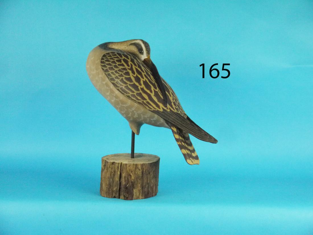 SLEEPING CURLEW, R. SABATINI (1 of 1)