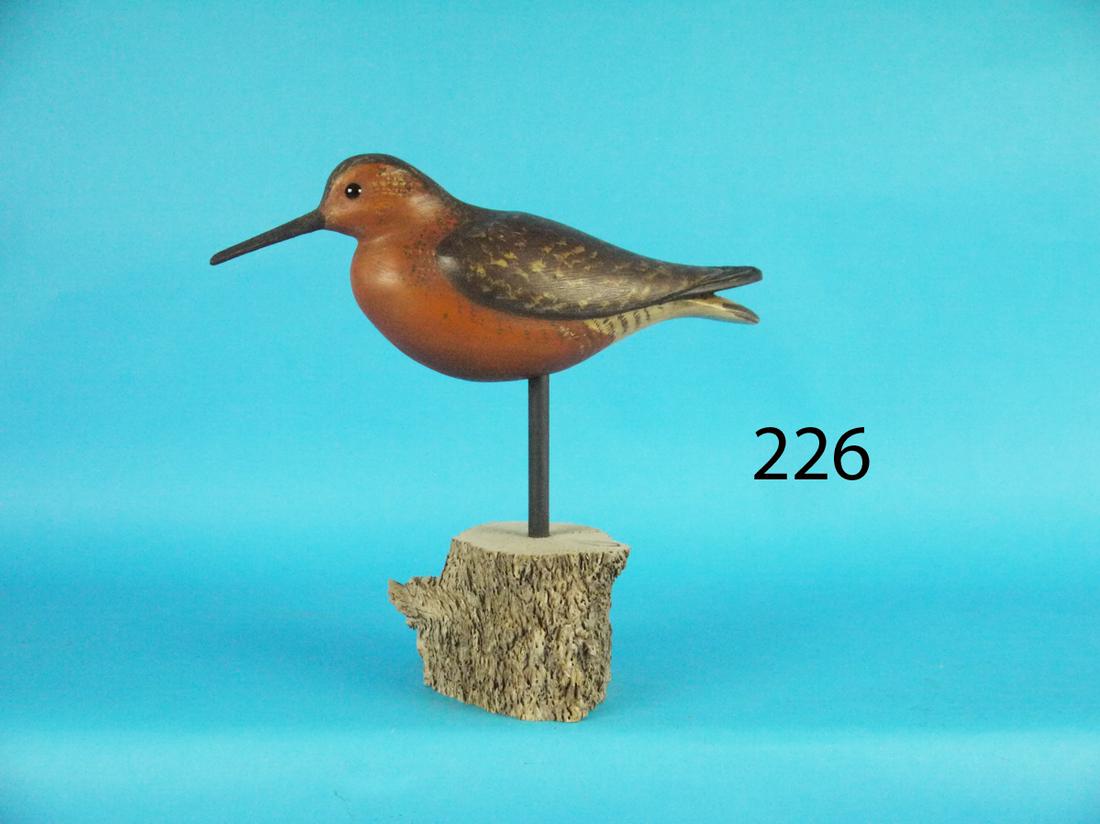 RED KNOT, S. MOREY (1 of 1)