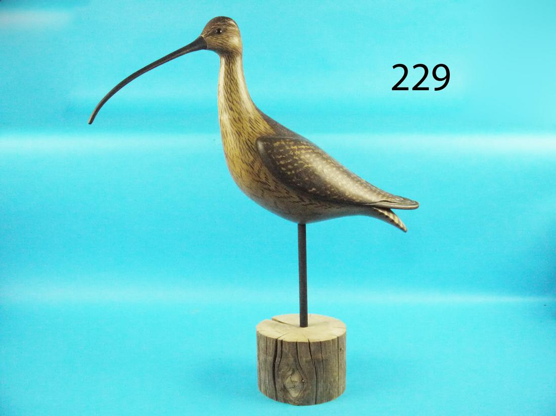 LONG BILLED CURLEW, S.MOREY (1 of 1)