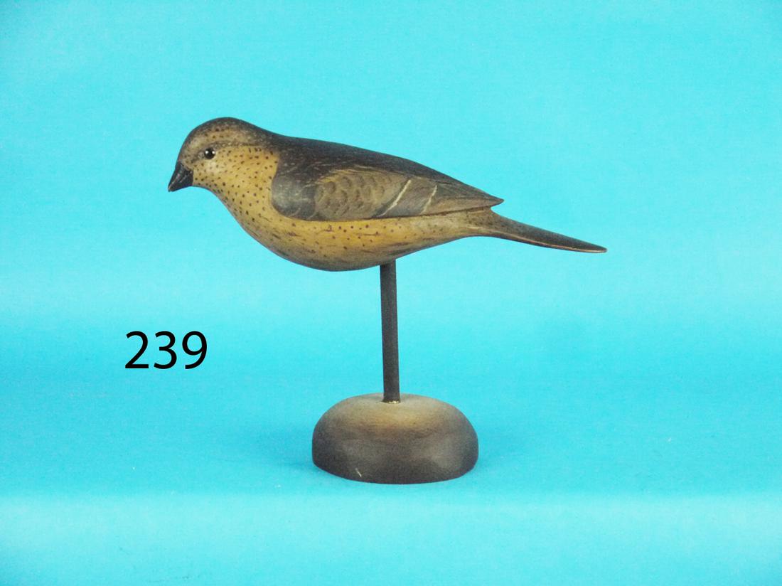 RED WINGED BLACK BIRD FEMALE, B. WHITE (1 of 1)