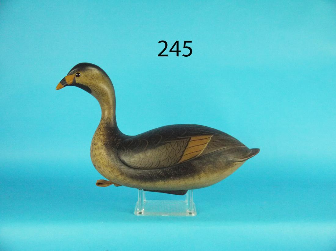 PIED-BILLED GREBE, B. WHITE (1 of 4)