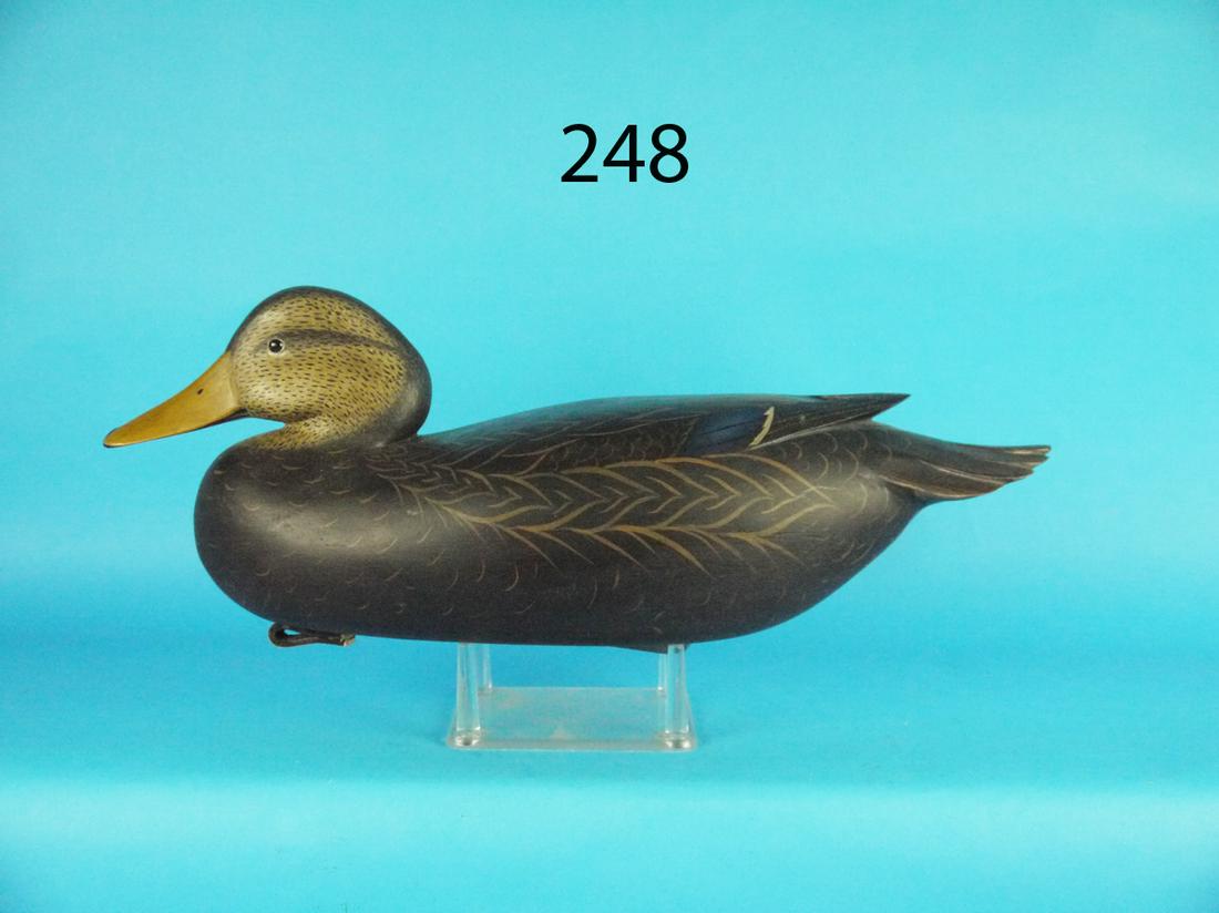 BLACK DUCK, B. WHITE (1 of 1)