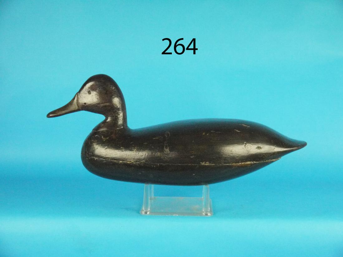 EARLY BLACK DUCK, H.M. SHOURDS (1 of 1)