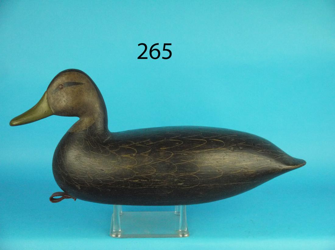 BLACK DUCK, H.V. SHOURDS (1 of 1)