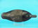 BLUEBILL DRAKE, E. BIRDSALL - 3