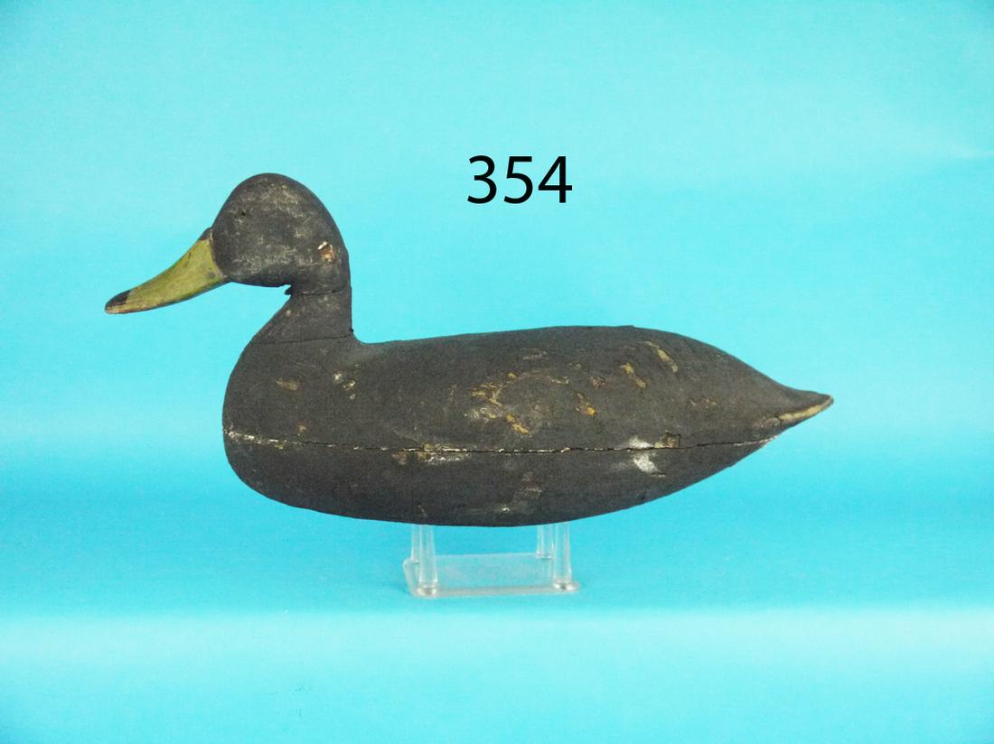 BLACK DUCK, BARNEGAT BAY (1 of 1)