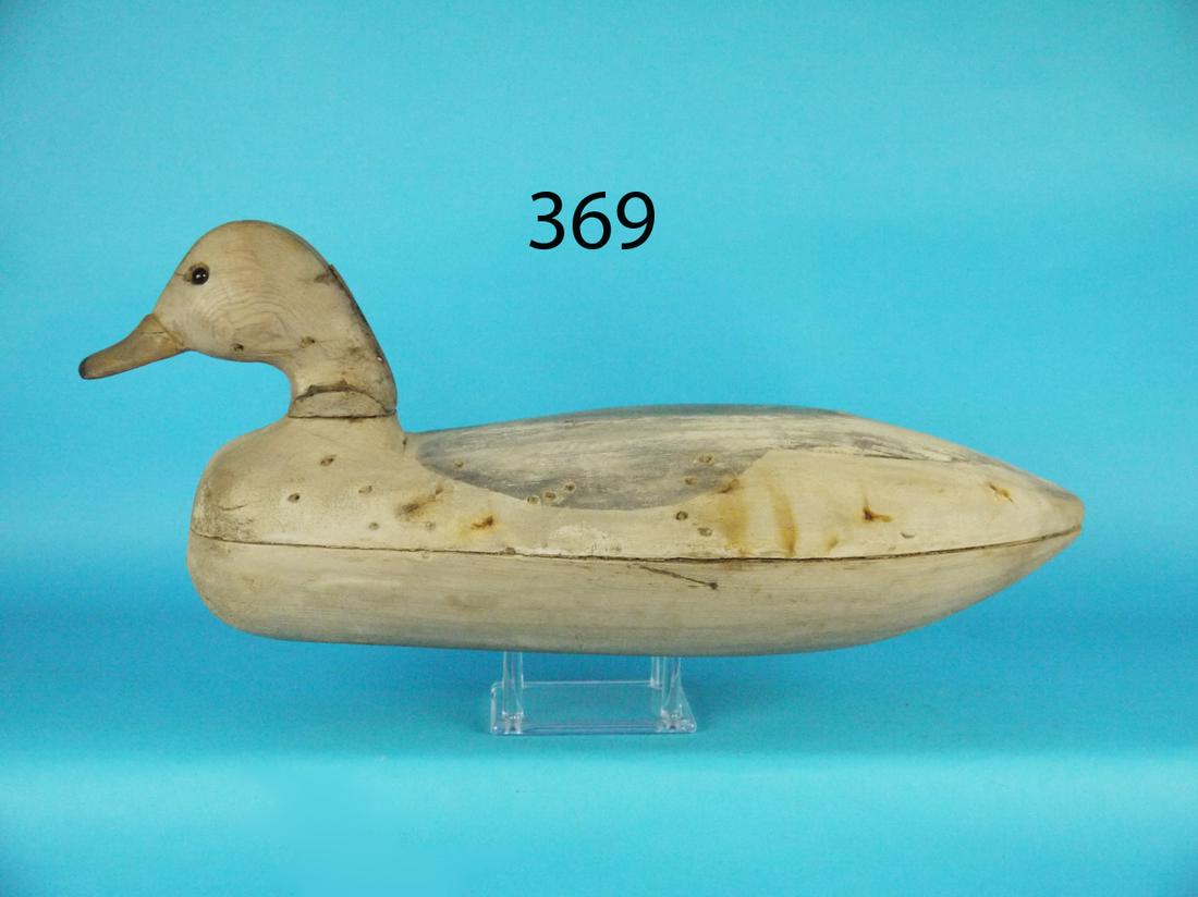 GRAY BACK GULL, NEW JERSEY (1 of 1)