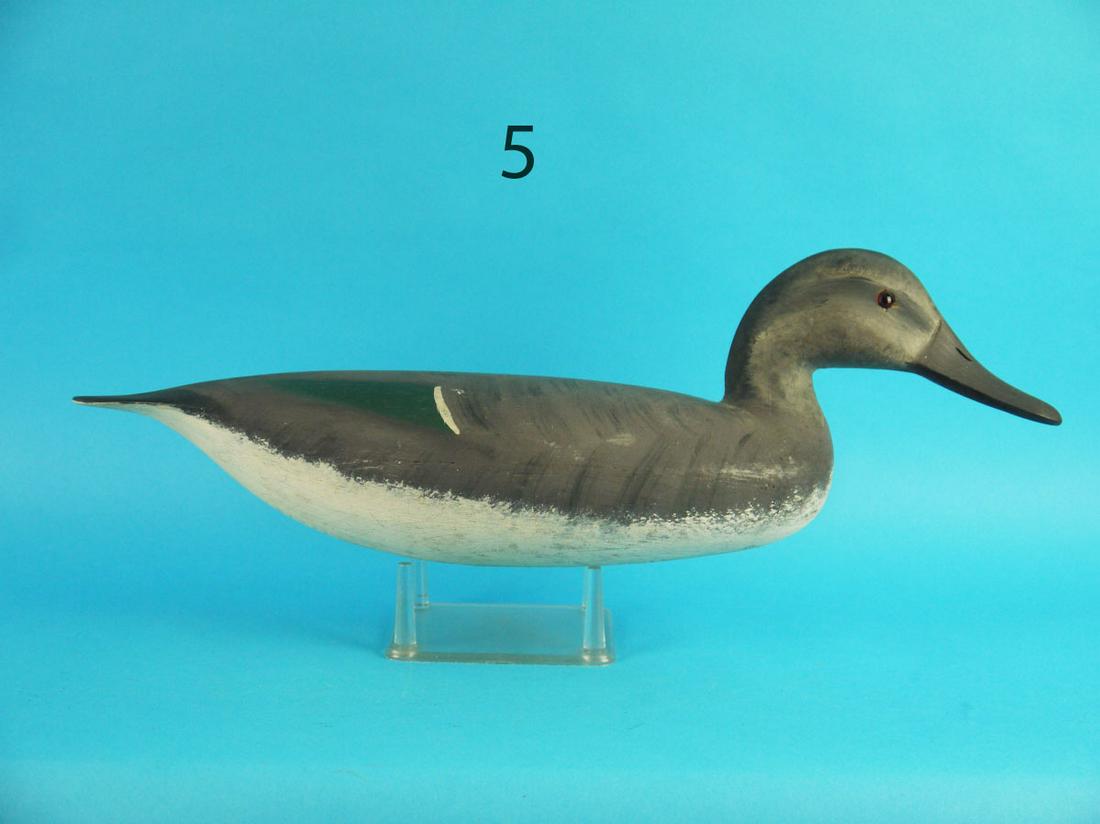 PINTAIL HEN, H. CONKLIN (1 of 2)