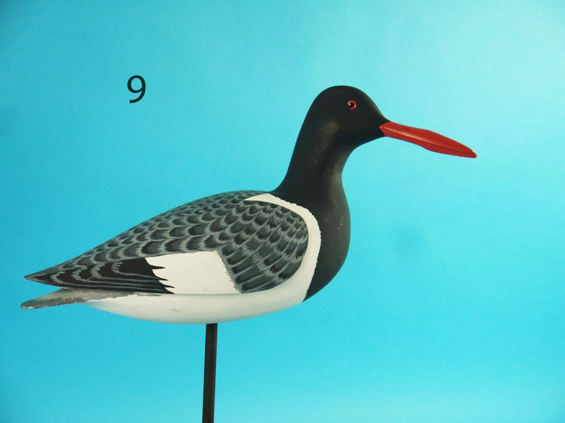 OYSTER CATCHER, H.V. SHOURDS (1 of 4)