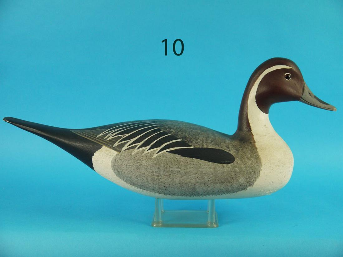 PINTAIL DRAKE, H.V. SHOURDS (1 of 3)