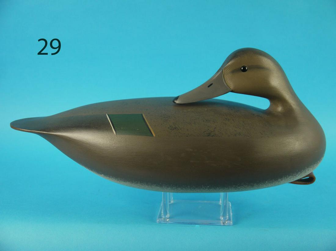 PINTAIL HEN. J. HAND (1 of 3)