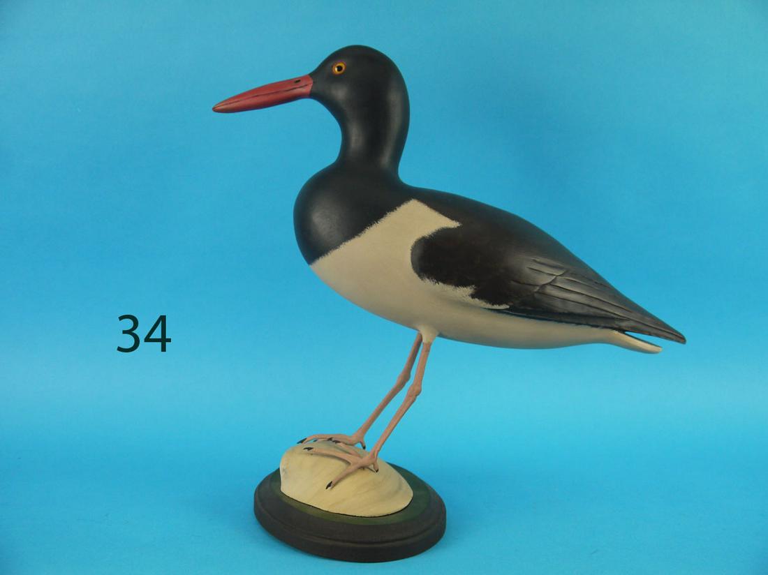 OYSTER CATCHER, G. COOKE (1 of 1)